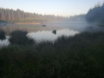 Scenic view of lake in forest