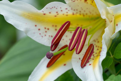 Close-up of white lily