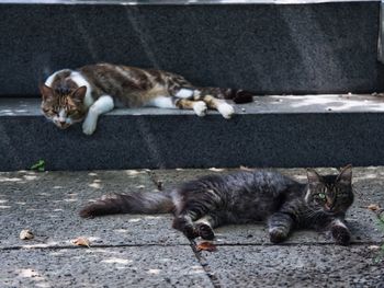 Cat lying on the road