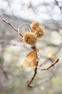  close-up of chestnut hedgehog