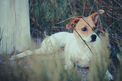 Portrait of dog on field