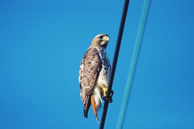 Low angle view of eagle perching on the blue sky