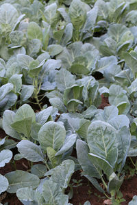 High angle view of green leaves on field