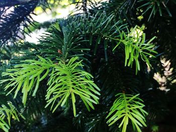 Close-up of plants