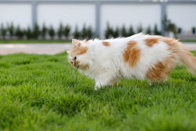 Side view of a dog on field