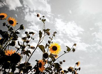 Low angle view of flowers blooming against sky