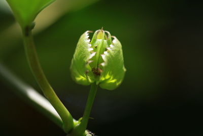 Close-up of green flower bud