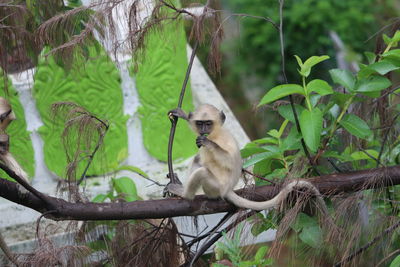 View of a monkey on tree