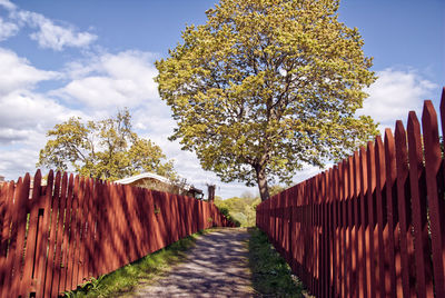 Footpath amidst trees and plants against sky