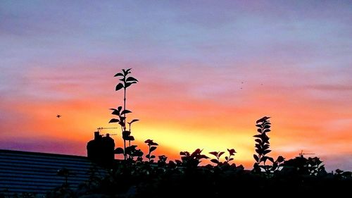Silhouette plants against orange sky