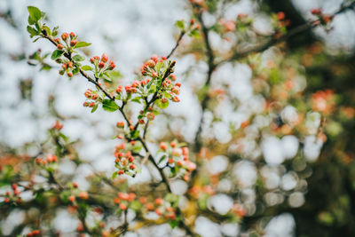 Low angle view of cherry blossom tree