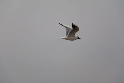 Bird flying against clear sky