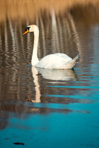 Swan swimming in lake