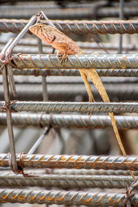 Close-up of lizard in cage