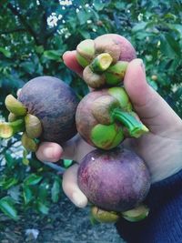 Close-up of hand holding fruit