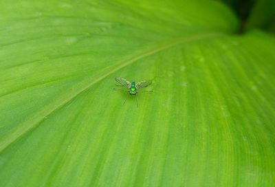 Close-up of fly on leaf