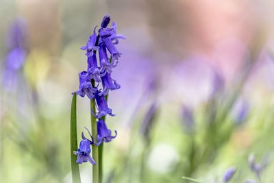 Close-up of purple flowering plant