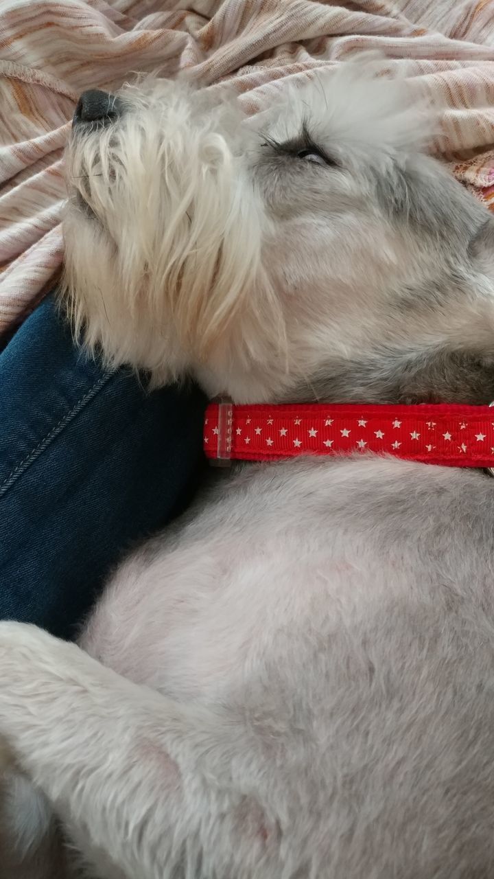 CLOSE-UP OF DOG RELAXING ON BLANKET