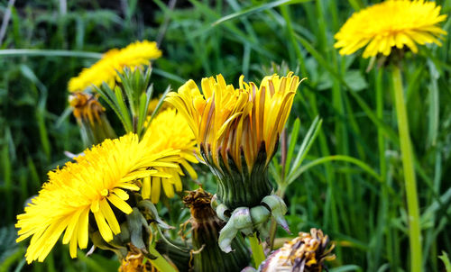 Close-up of yellow sunflower blooming outdoors