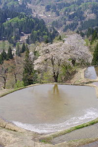 High angle view of river amidst trees