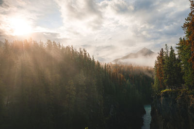 Panoramic view of forest against sky