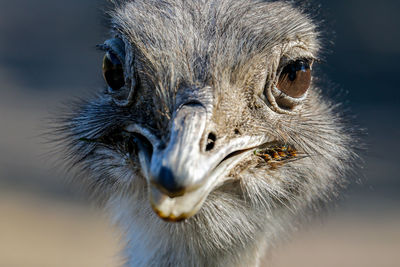 Close-up of owl