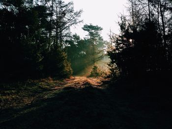 Trees in forest