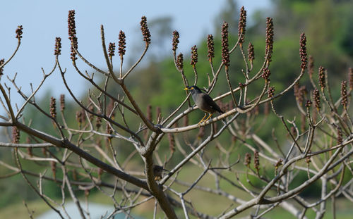 plant