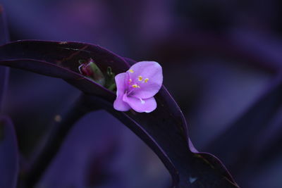 Close-up of pink flower blooming outdoors
