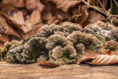 Close-up of dry leaves on wood against trees