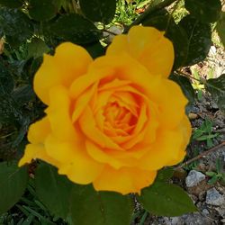 Close-up of yellow flower blooming outdoors