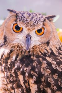 Close-up portrait of owl