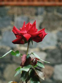 Close-up of red flower