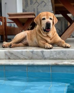 Portrait of dog resting in swimming pool