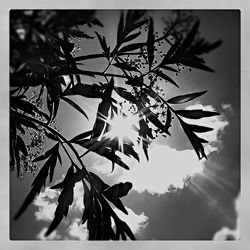 Low angle view of sun shining through trees