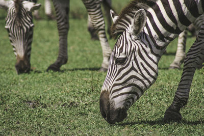 Zebras grazing on field