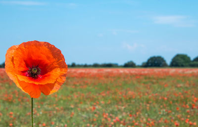 Close-up of orange poppy on field against sky