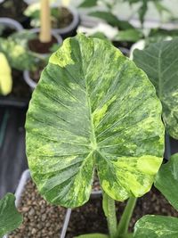 Close-up of fresh green leaves on plant