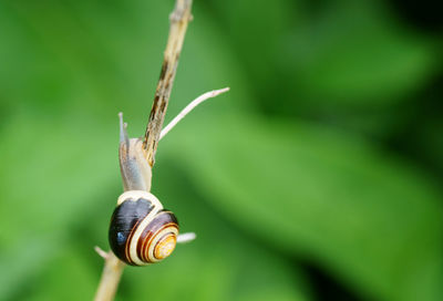 Close-up of snail on plant