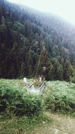 Scenic view of trees growing in forest