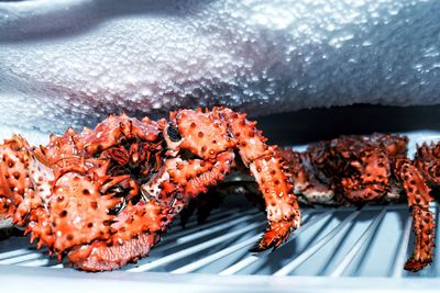 Close-up of crab in freezer