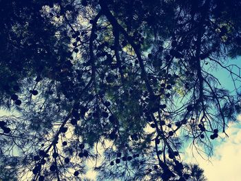 Low angle view of tree