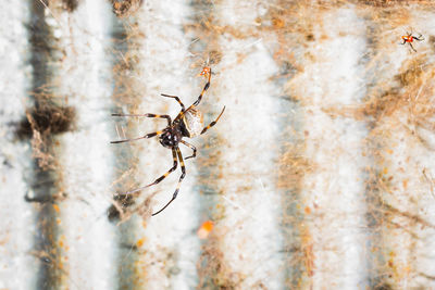 Close-up of spider