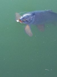 Fish swimming in sea