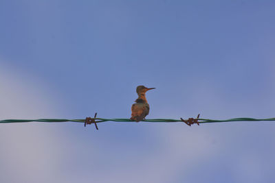 Low angle view of birds on barbed wire against sky