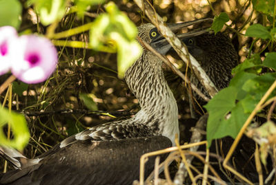 Close-up of bird on plants