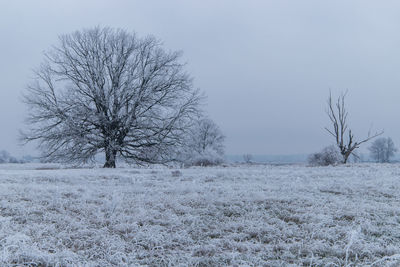 Bare tree on snow covered field against sky