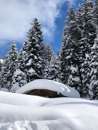 Snow covered pine trees against sky