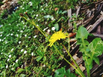 Close-up of insect on yellow flower blooming in field