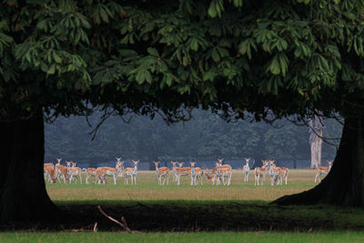 Group of people in a field